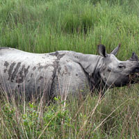 Kaziranga