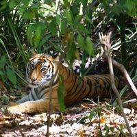 Bandhavgarh Tiger