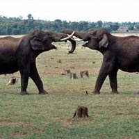 Bandhavgarh National Park