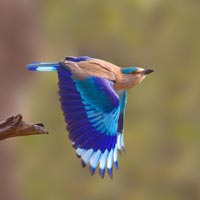 Bird, Bharatpur Bird Sanctuary