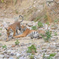 Corbett National Park