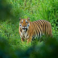 Kaziranga National Park
