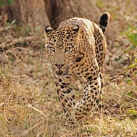 Nagarhole Jungle Cats