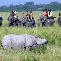 Kaziranga National Park