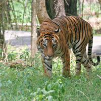 Nameri National Park
