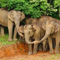 Periyar National Park