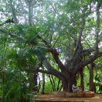 Banyan Tree