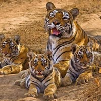 Sariska Tiger Reserve