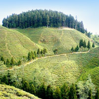 Mirik Hill Station - Siliguri