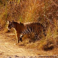 Jim Corbett National Park