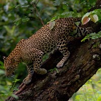 Bandipur national park