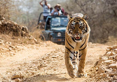 Golden Triangle with Ranthambore Tour
