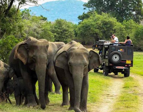 Wildlife tour of South India