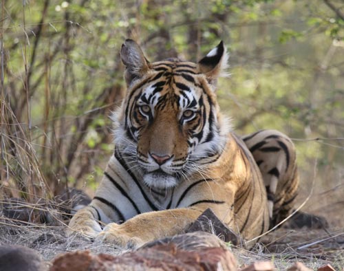 Golden Triangle with Ranthambore Tour